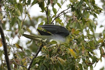 White-bellied Green Pigeon 名古屋市 Sun, 11/3/2019