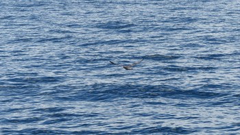 Sooty Shearwater