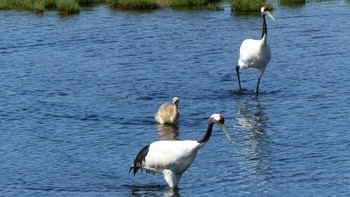 2018年7月17日(火) 春国岱原生野鳥公園(根室)の野鳥観察記録