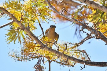 Great Bowerbird