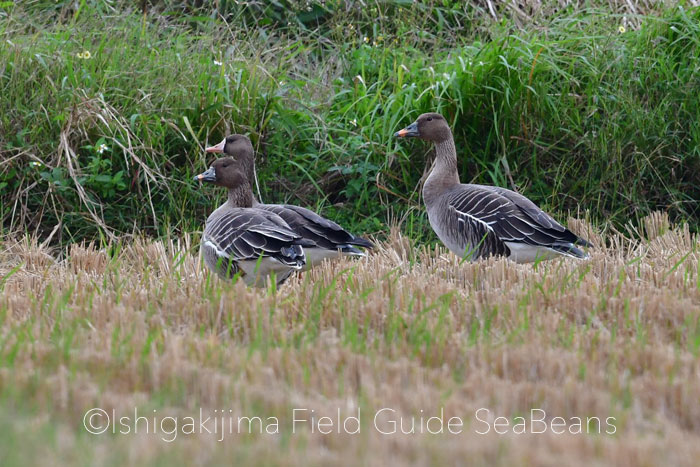 Photo of Taiga Bean Goose at Ishigaki Island by 石垣島バードウオッチングガイドSeaBeans