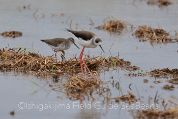 Common Redshank Ishigaki Island Wed, 12/4/2019