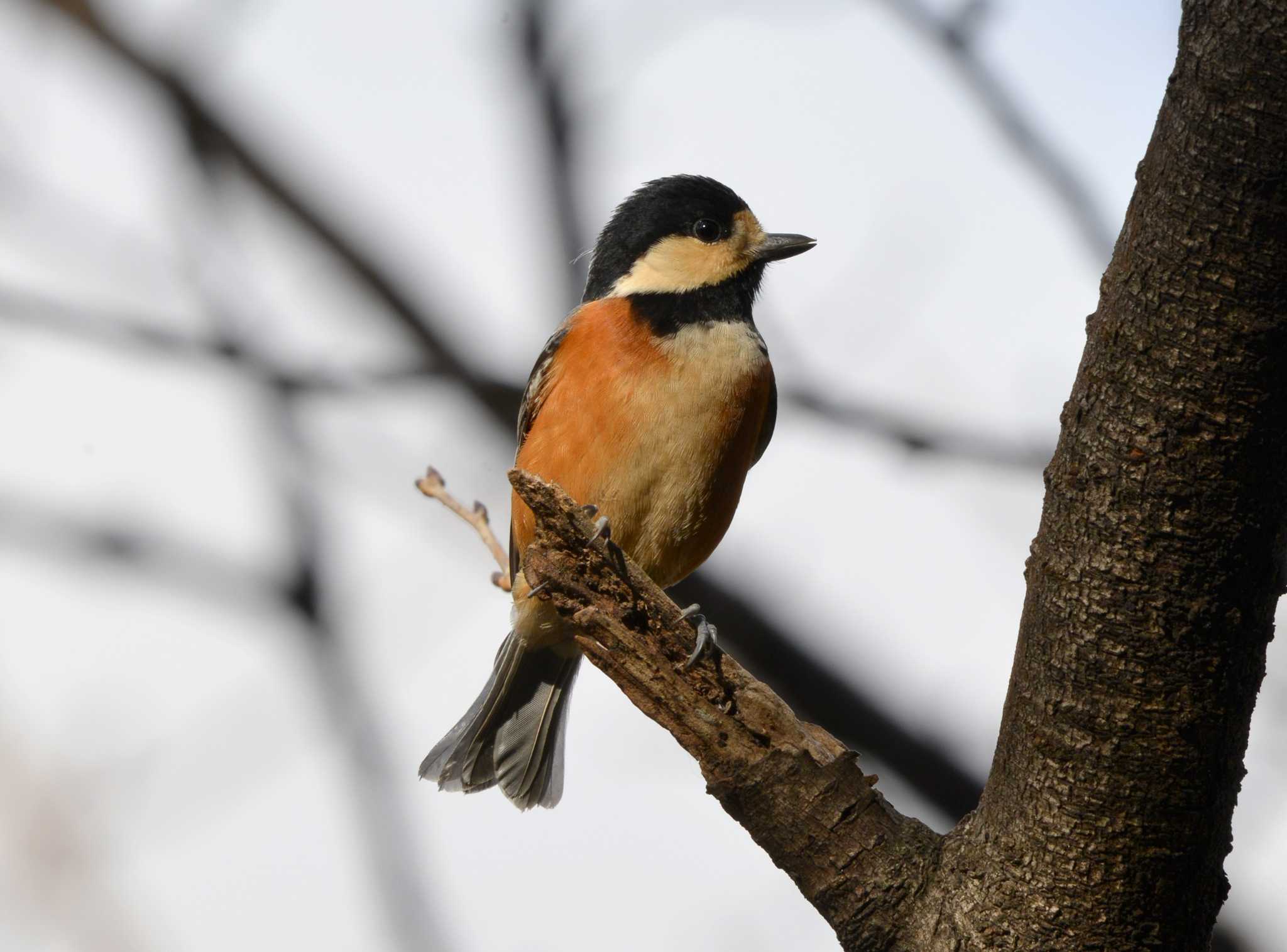 Photo of Varied Tit at 大池公園 by ポッちゃんのパパ