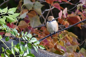 モズ 場所が不明 2019年12月4日(水)