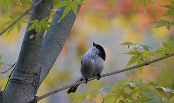 Long-tailed Tit 東京都多摩地域 Tue, 12/3/2019