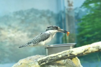 Crested Kingfisher Inokashira Park Sun, 12/1/2019