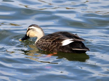 カルガモ 聚楽園公園 2019年12月3日(火)