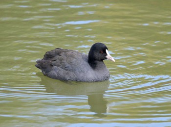 オオバン 聚楽園公園 2019年12月3日(火)