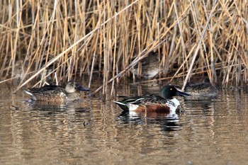 ハシビロガモ 葛西臨海公園 2019年12月3日(火)