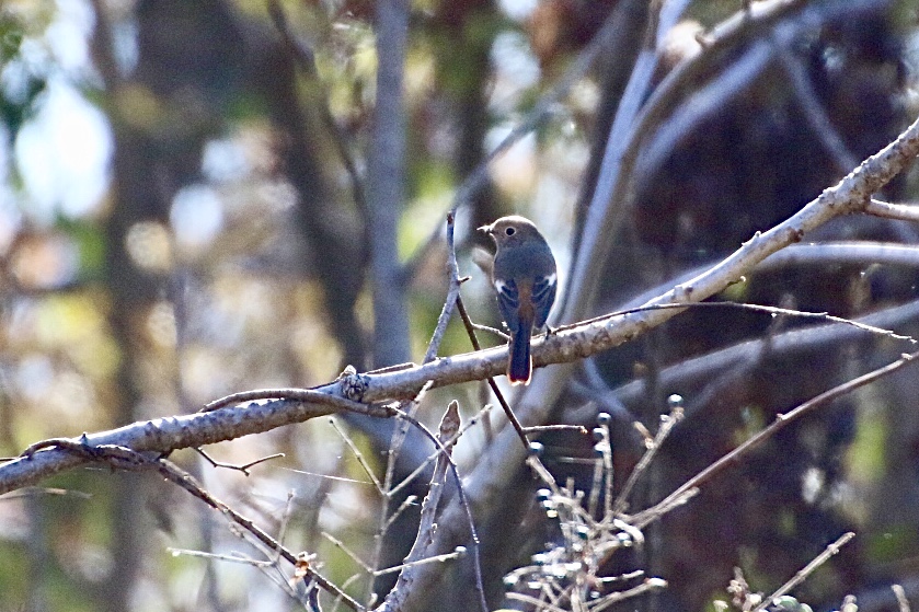 Daurian Redstart