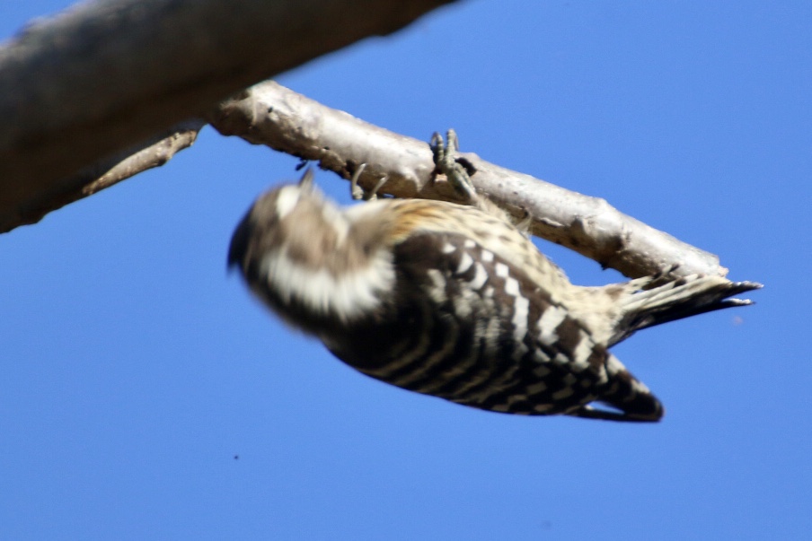 Japanese Pygmy Woodpecker