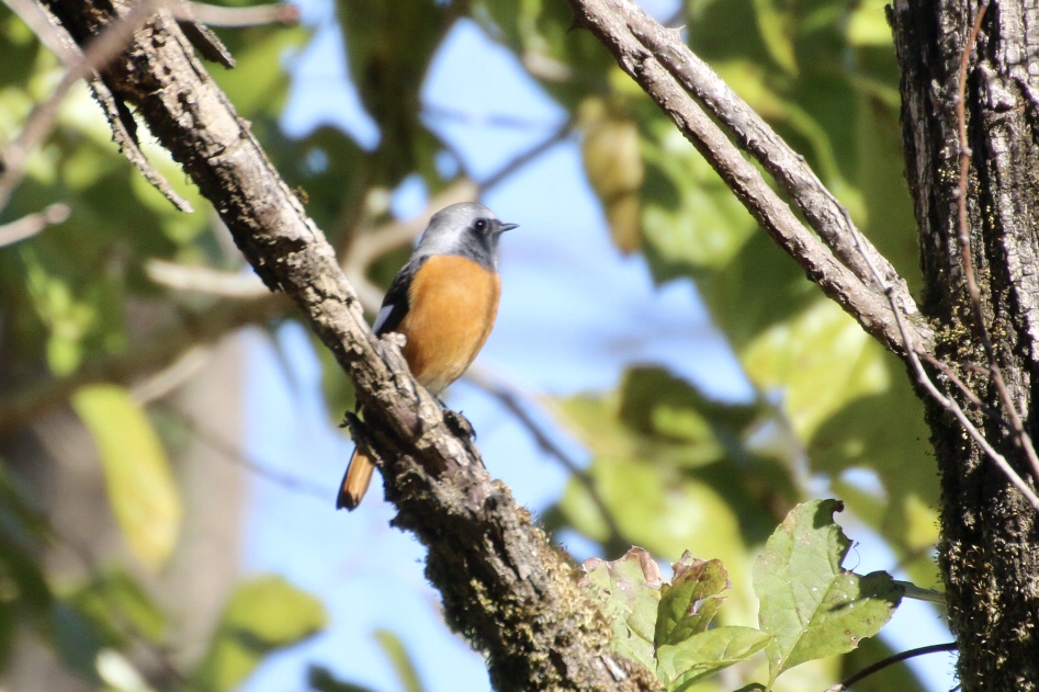 Daurian Redstart