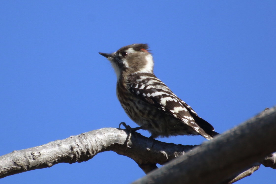 Japanese Pygmy Woodpecker