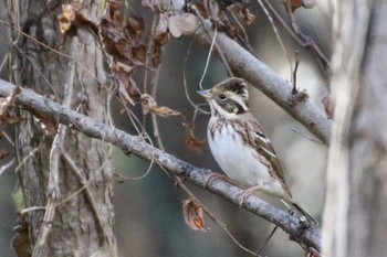 2019年12月4日(水) 羽村堰(下流)の野鳥観察記録