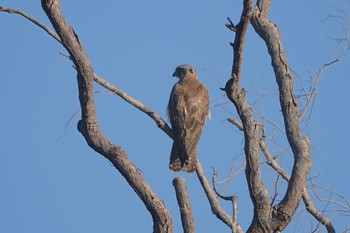 Brown Falcon Iron Range National Park Sun, 10/13/2019