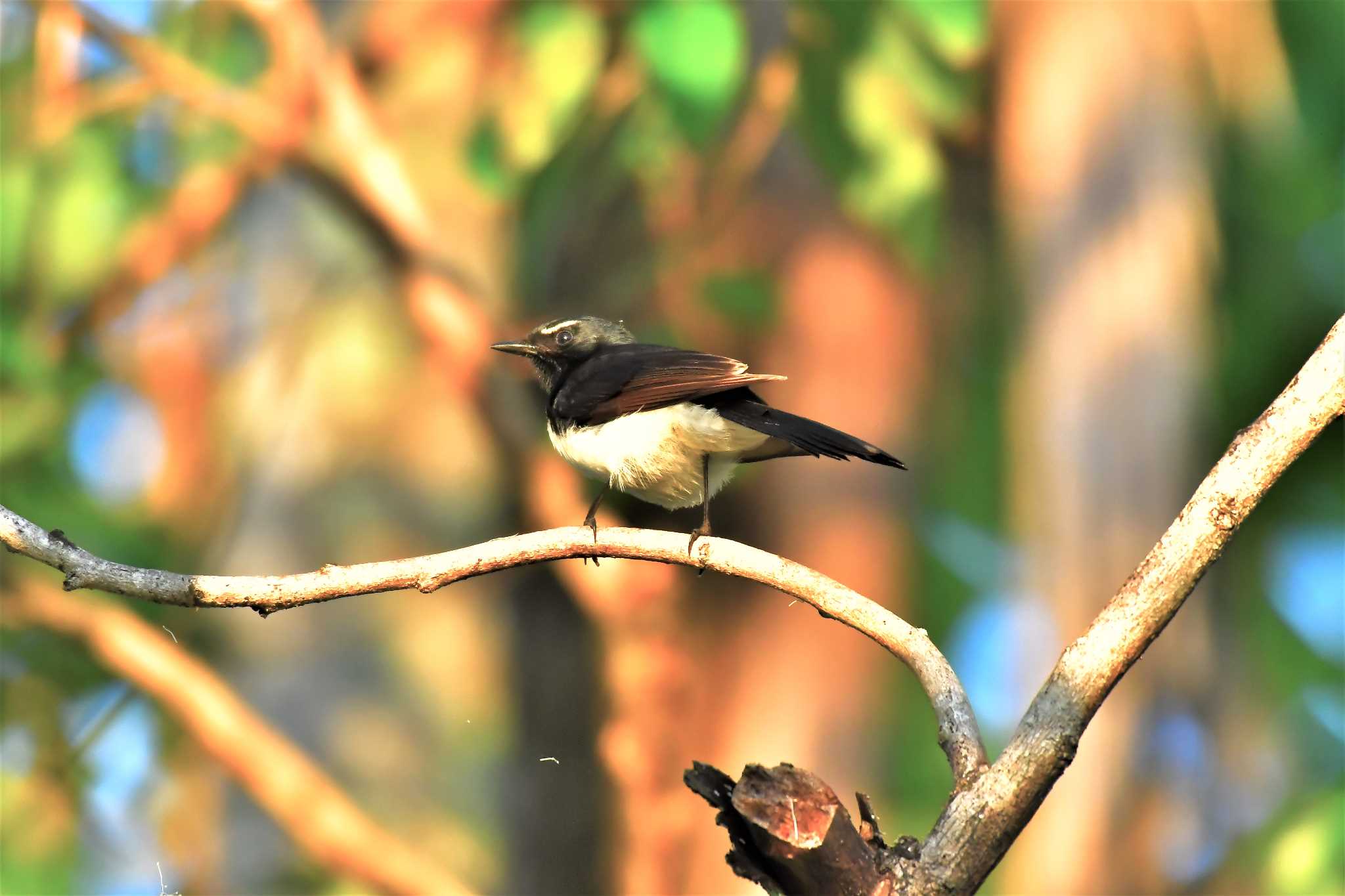 Willie Wagtail