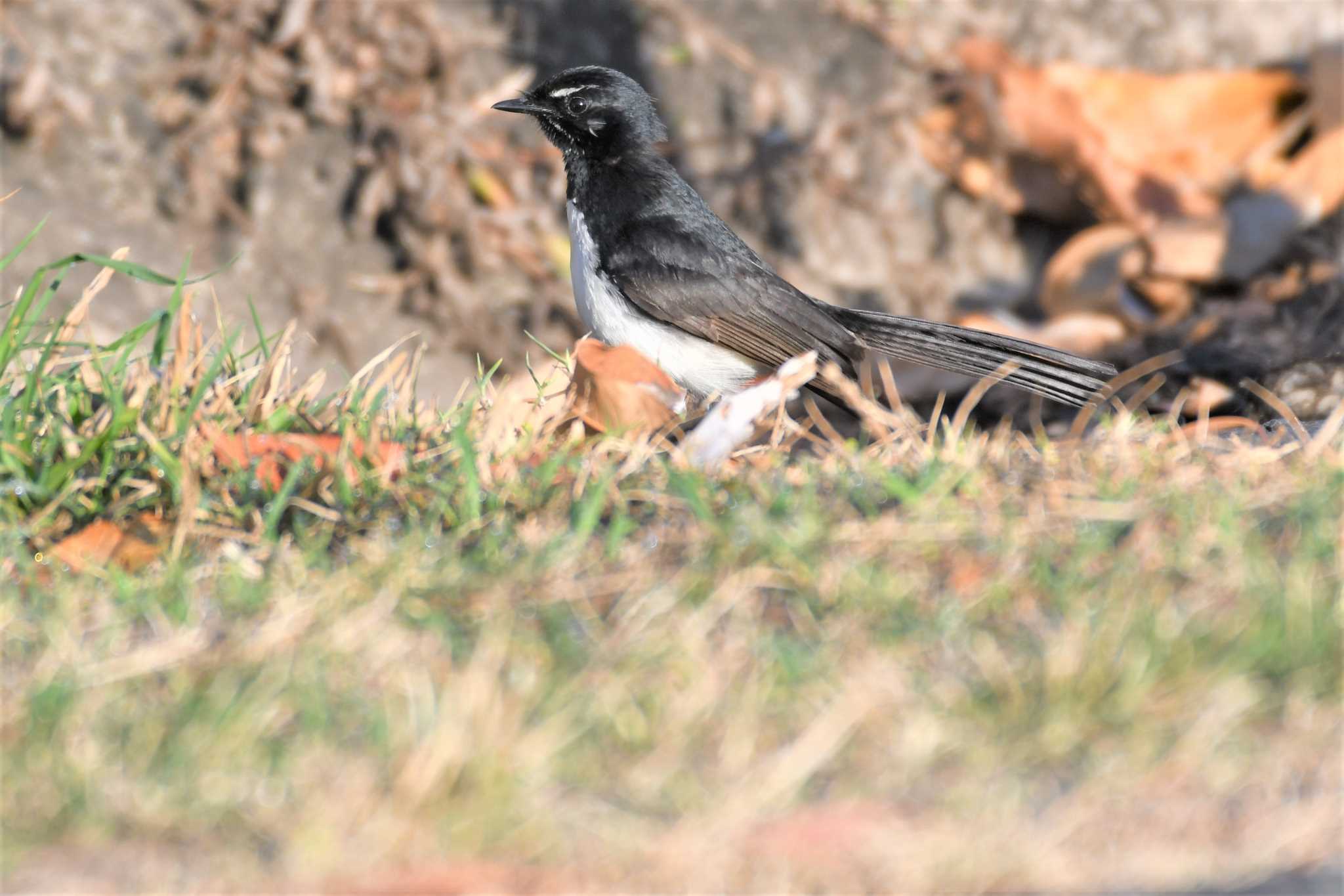 Willie Wagtail