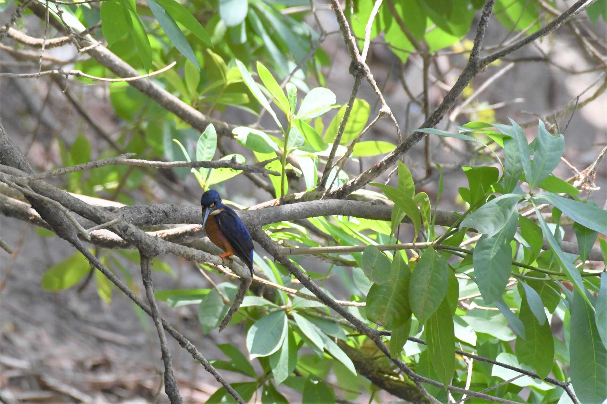 Azure Kingfisher