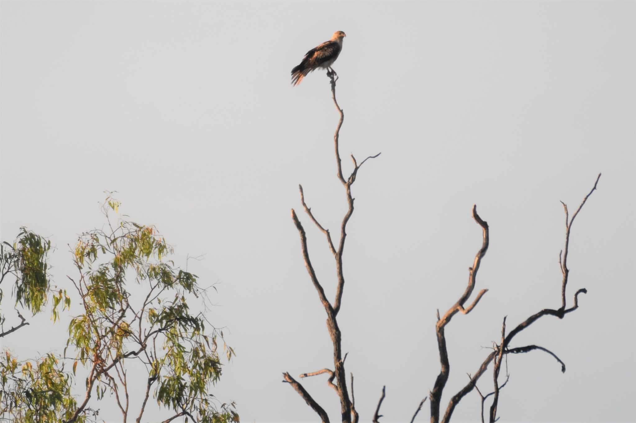 Whistling Kite