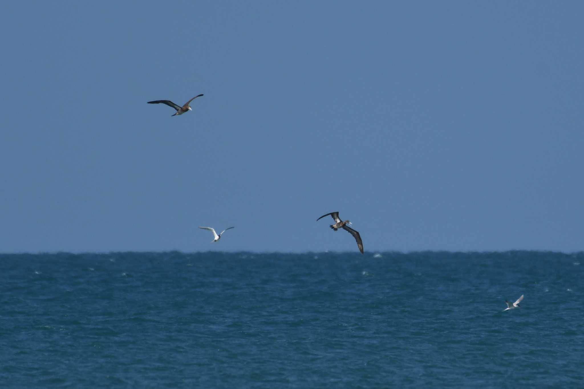 Brown Booby