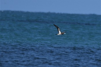 Brown Booby