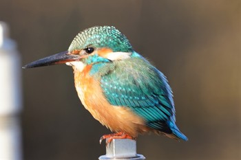 Common Kingfisher Unknown Spots Wed, 12/4/2019