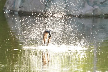 ツバメ 場所が不明 2019年6月5日(水)