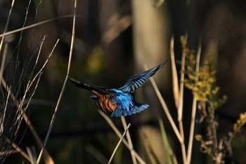 カワセミ 場所が不明 2019年12月5日(木)