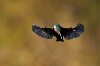 カワセミ 場所が不明 2019年12月5日(木)