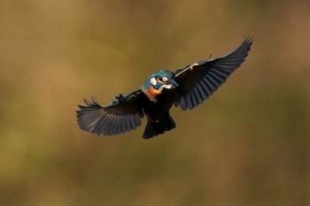 カワセミ 場所が不明 2019年12月5日(木)