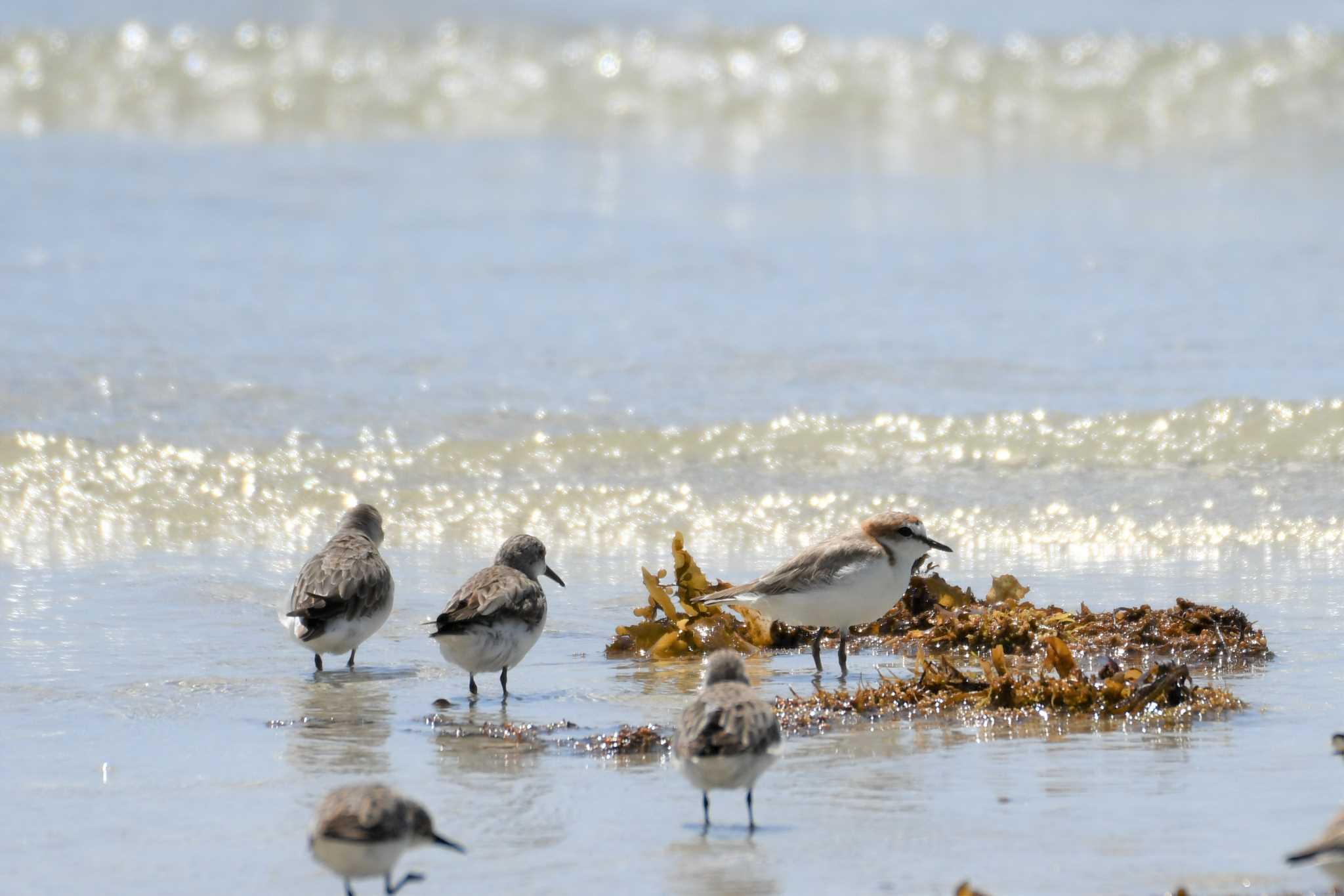 Red-capped Plover