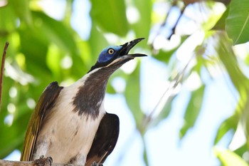 Blue-faced Honeyeater ケアンズ Sat, 10/12/2019