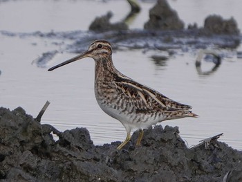 Common Snipe 愛西市 Thu, 12/5/2019