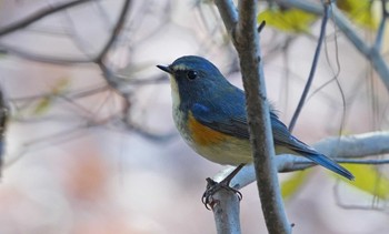 Red-flanked Bluetail 東京都多摩地域 Thu, 12/5/2019