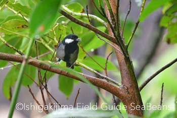 Japanese Tit(nigriloris) Ishigaki Island Thu, 12/5/2019