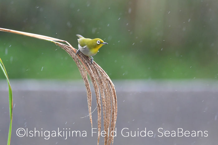 Photo of Japanese White-eye(loochooensis) at Ishigaki Island by 石垣島バードウオッチングガイドSeaBeans