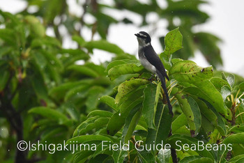 リュウキュウサンショウクイ 石垣島 2019年12月5日(木)