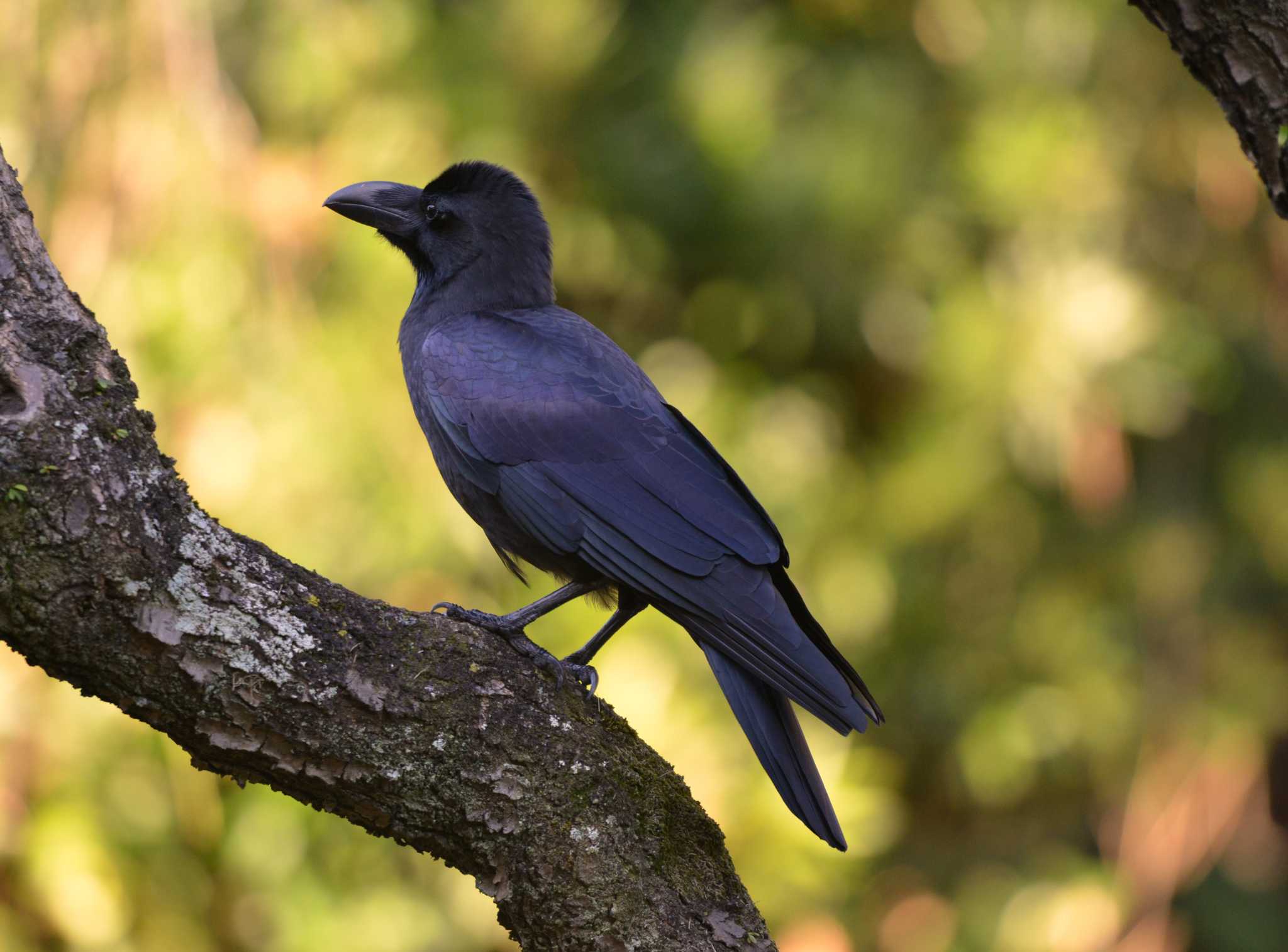 Photo of Large-billed Crow at 大池公園 by ポッちゃんのパパ