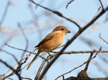 モズ 大池公園 2019年12月3日(火)