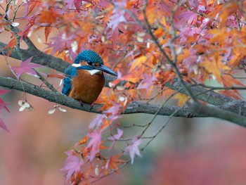 カワセミ 場所が不明 2019年12月4日(水)