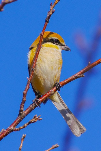 Bull-headed Shrike 稲沢市 Sat, 11/30/2019