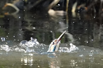 Common Kingfisher Unknown Spots Unknown Date