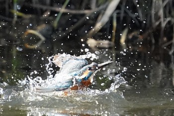 Common Kingfisher Unknown Spots Unknown Date