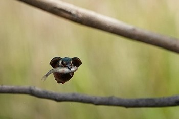 カワセミ 場所が不明 2019年4月29日(月)