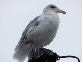 2019年11月24日(日) 南三陸漁港の野鳥観察記録