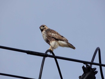 2019年11月22日(金) 蕪栗沼の野鳥観察記録