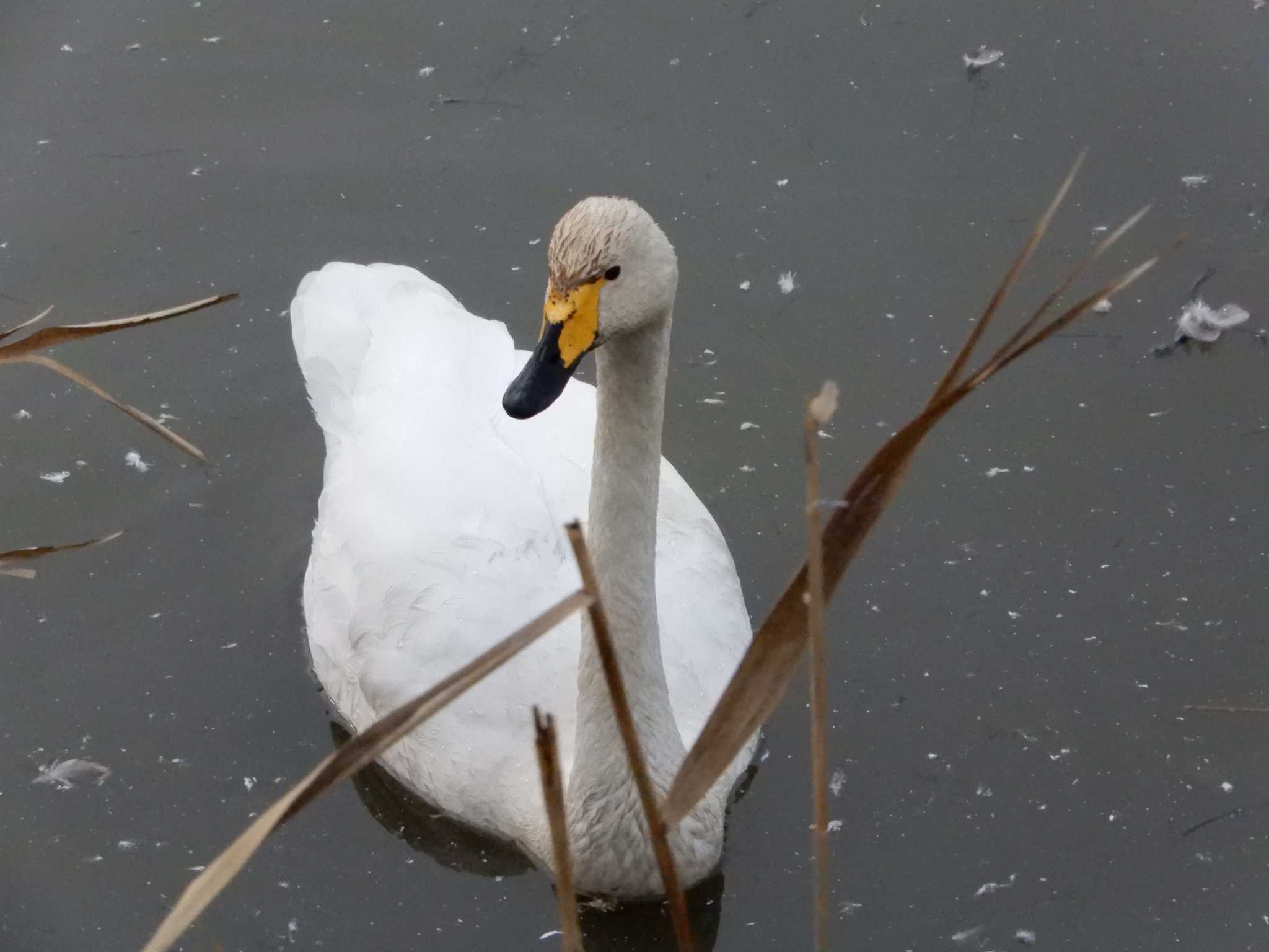 コハクチョウ