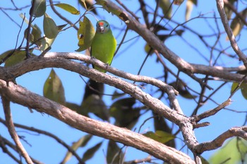 Double-eyed Fig Parrot オーストラリア,ケアンズ～アイアインレンジ Sat, 10/12/2019