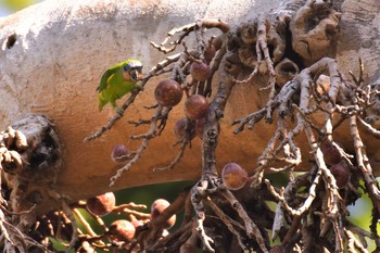 Double-eyed Fig Parrot オーストラリア,ケアンズ～アイアインレンジ Tue, 10/15/2019