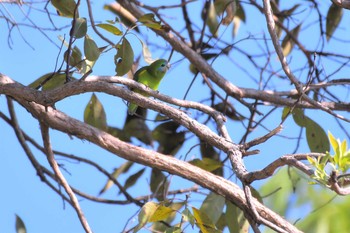 Double-eyed Fig Parrot オーストラリア,ケアンズ～アイアインレンジ Sat, 10/12/2019